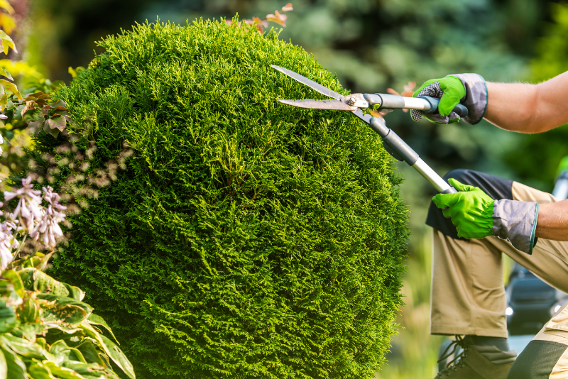 Tree Trimming & Removal